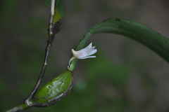 Ephemerantha macraei